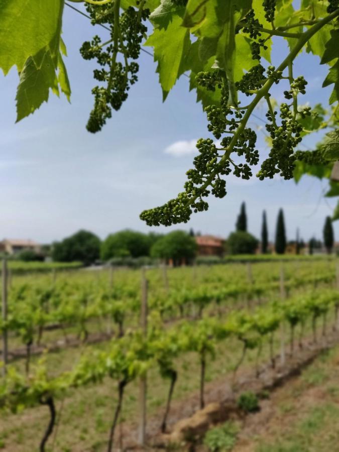 Agriturismo La Vigna Colà Eksteriør bilde